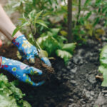la-bella-donna-lavora-in-un-giardino